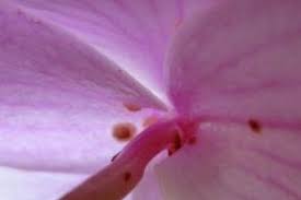 Image result for puklice na orchideích obrázek