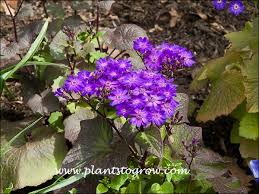 Image result for Senecio milanjianus