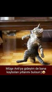 Sabrina Adli Kullanicinin Guzel Sozler Panosundaki Pin Komik Hayvan Fotograflari Hayvan Viralleri Kedi Esprileri
