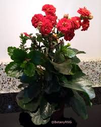 Adventbotany Day 19 Christmas Kalanchoe Kalanchoe Blossfeldiana Culham Research Group