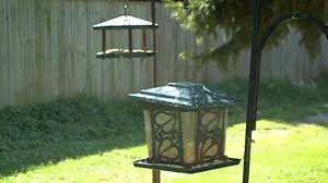 If you are interested in inviting finches to your property, you can search for a listing of the best finch bird feeder reviews to know the best feeding apparatus for attracting finches. Feeding Birds Raises Questions About Omaha City Code