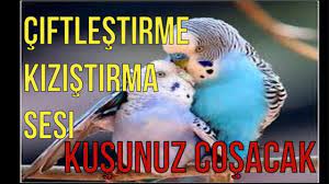 dinlet ciftlessin muhabbet kusu ciftlestirme sesi kizistirma sesi eslestirme sesi muhabbet kusu youtube