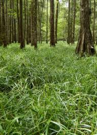 Image result for Scleria lacustris