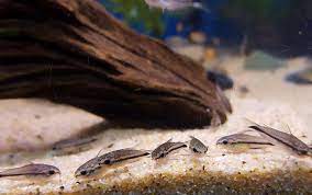 Pygmy Cory Care Guide Size Lifespan Tank Mates Breeding