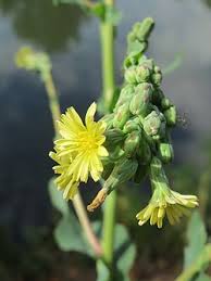 Image result for Lactuca lasiorhiza