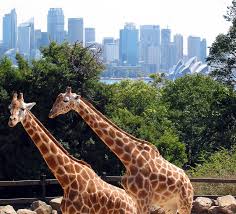 O intamplare petrecuta la gradina zoologica urgenttt. Zoo DefiniÈ›ia È™i Sinonimele Zoo In DicÈ›ionarul ItalianÄƒ