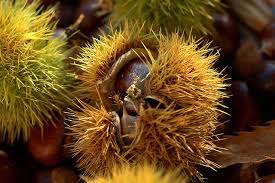 Maybe you would like to learn more about one of these? Tempo Di Castagne Che Buone Ma Quante Calorie Dietaonline It