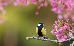 Sign up for more inspiring photos, stories, and special offers from national geographic. Spring Flowers Birds Wallpapers 4k Hd Spring Flowers Birds Backgrounds On Wallpaperbat