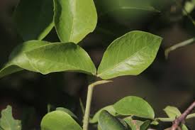 Image result for Balanites aegyptiaca