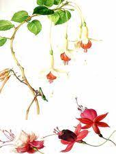 Vintage Flower Print Botanical Print Fuchsia Tree Fuchsia Flower The Language Of Flowers Fl Botanical Prints Vintage Flower Prints Botanical Painting
