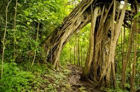 See all things to do. Ualakaa Trail