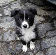 Border Collie Puppies Breeders Collies Collie Puppies Border Collie Puppies Collie