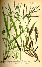 Image result for Setaria longiseta