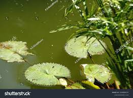 Image result for Utricularia stellaris