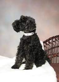 We did not find results for: 21 Rylee Ideas Kerry Blue Terrier Terrier Dog Breeds