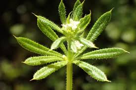 Image result for Galium