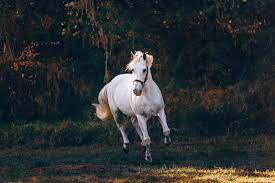 Shallow Focus Photo Of White Horse Running Photo Free Horse Image On Unsplash Horses Free Horses Horse Pictures