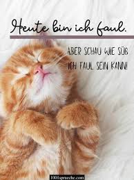 lustige tiere bilder 49 zum totlachen hunde katzen co in 2021 baby katzen bilder katzen lustige spruche lustige susse katzen