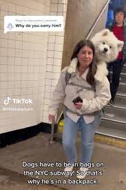 Image result for dog in bag in subway