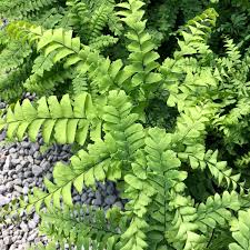 Image result for Adiantum comorense
