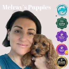 Melray's Puppies. Melinda Saunders