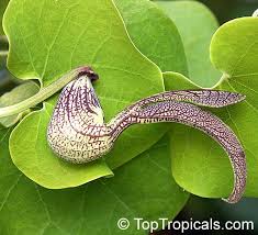 Image result for Aristolochia promissa