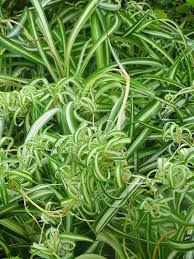 Image result for Chlorophytum delicatulum