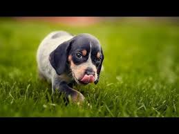 Blue tick hound puppy for sale. 60 Seconds Of Cute Bluetick Coonhound Puppies Youtube