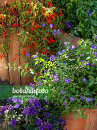 Image result for Lycianthes rantonnetii