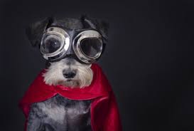 Pin By Felipe M S On Schnauzers Schnauzer Dogs Schnauzer Puppy