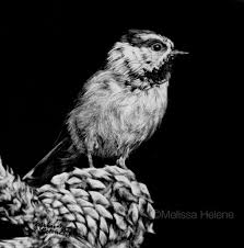 Mountain Chickadee Melissa Helene 5x5 Scratchboard Www Melissahelene Com Scratchboard Scratchboard Artists Scratchboard Art