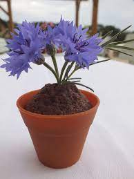 Pin On Eatable Flowers For Decorating Food