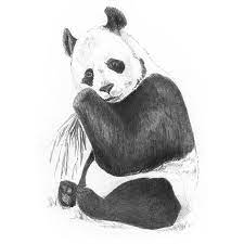 Royal Langnickel 5 X7 Panda Sketching Made Easy Kit Walmart Com Panda Sketch Animal Drawings Sketches Animal Drawings