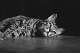 When your old cat meows all the time. Why Does My Bengal Cat Meow At Night Authentic Bengal Cats