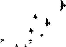 8 Flock Of Birds Silhouette Png Transparent Onlygfx Com The pngs are approximately 10 inches at it's widest point. 8 flock of birds silhouette png