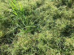 Image result for Fimbristylis squarrosa