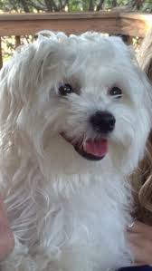Pin By Debbie Pearson On Animals Dogs Maltese Teacup Puppies Maltese Maltese Puppy Maltese Dogs