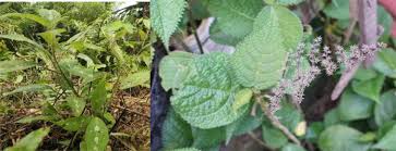 Image result for Laportea ovalifolia