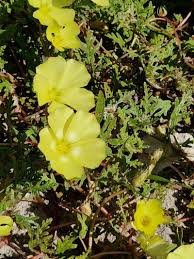 Image result for Grielum