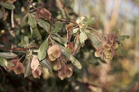 Image result for Terminalia sericea