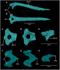 Though peakview sport and spine treats patients from all ages and walks of life, a major focus is sports chiropractic. Satan S Skeleton Revealed A Tomographic And Comparative Osteology Of Satan Eurystomus The Subterranean Widemouth Blindcat Siluriformes Ictaluridae