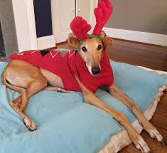 It first aired on december 11, 1998. Santa S Little Helper Greyhound Adoption Event Bull City Ciderworks