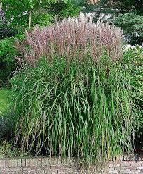 Bildergebnis Fur Chinaschilf Miscanthus Ferner Osten Ferner Osten Garten Chinaschilf