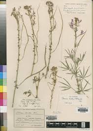 Image result for Cleome rubella