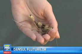 Hiberneaza in fluvii, alaturi de cega, in gropi adanci si cu fund tare. Spectacol Al Naturii Pe MureÈ™ Fluturii Trec De La Stadiul De LarvÄƒ La Adult Oferind Un Tablou De Poveste Special Arad Ultimele È™tiri Din Arad