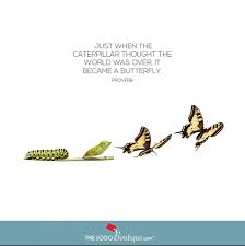 8 quotes have been tagged as catapillar: Positive Quotes Caterpillar Butterfly Metamorphosis Positivevibes Butterfly Quotes Caterpillar Quotes Positive Quotes