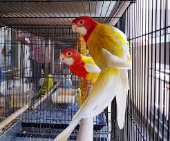Pref amazons, african greys, cockatoo's, etc. 10 Online Pet Stores Based In Singapore With Delivery For Everything Your Furkid Needs