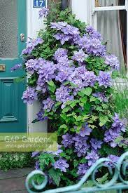 Каталог растений лианы клематис «вивьен пеннелл» (clematis 'vyvyan pennell'). Vyvyan Pennell Clematis Clematis Gorgeous Gardens Plants