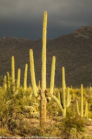 Tucson Archives - Page 25 Of 28 - Photo Blog - Niebrugge Images