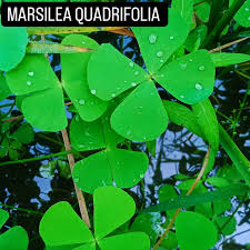 Image result for Marsilea burchellii